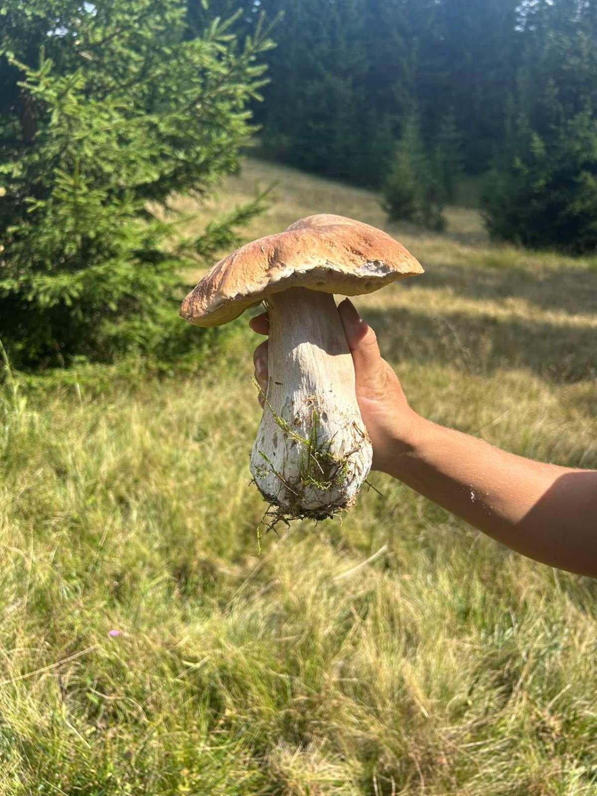 Vila Bella, Tara, Zaovinsko Jezero Villa Zaovine Exteriör bild